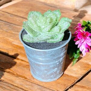 Tabletop decorative succulent. NWT